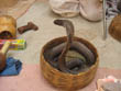 Jaipur tour - Full view of snake dancing in Amber Fort, Pink City Jaipur