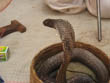 Jaipur tour - Close up view of snake dancing in Amber Fort, Pink City Jaipur