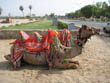 Camel%20Riding%20in%20Jaipur