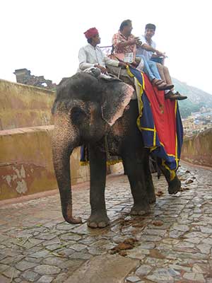 Jaipur: Elephant Riding Image