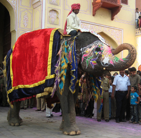 About Jaipur : Elephant Photo | Jaipur Travel Photo