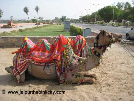 India | Rajasthan | Jaipur | Photos | Camel Safari Photos | Jaipur Photos for Free Download | Holidays Photos | Vacations Photos