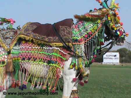 India | Travel | Rajasthan | Jaipur | Holi | Photos | Images | Decorated Horse