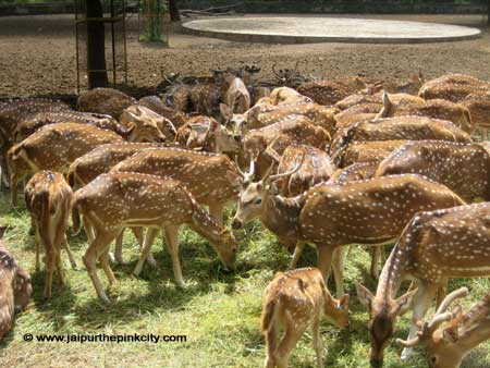 Jaipur Photos : Deer Photo