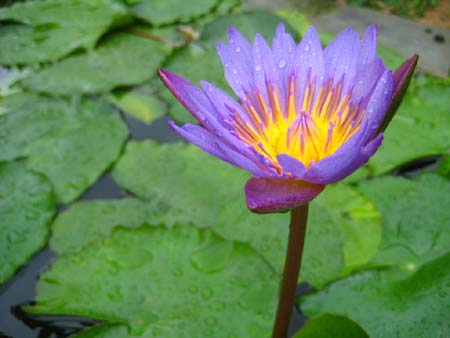 Jaipur Photos : Download Free Photo | Blue Lotus Flower Photo