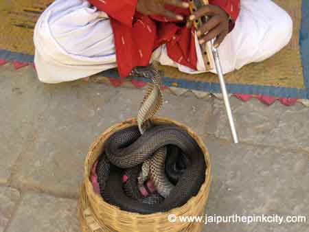 Travel Photos : Jaipur Wildlife, Cobra Snakes