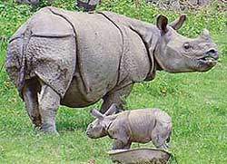 Places to Visit in India : Kaziranga National Park