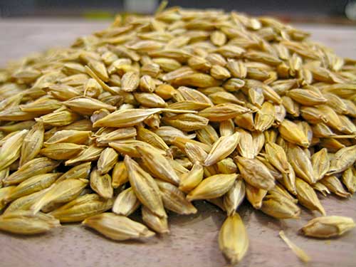 Barley Benefits for Beauty In Hindi 