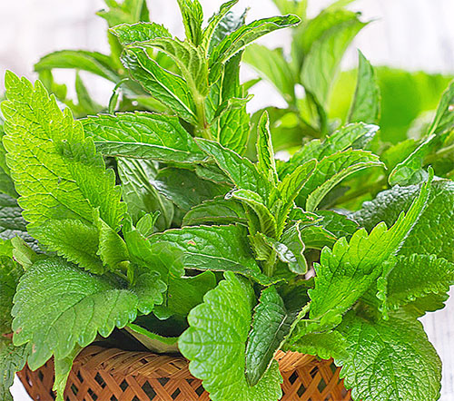 Health Benefits Of Mint In Hindi 