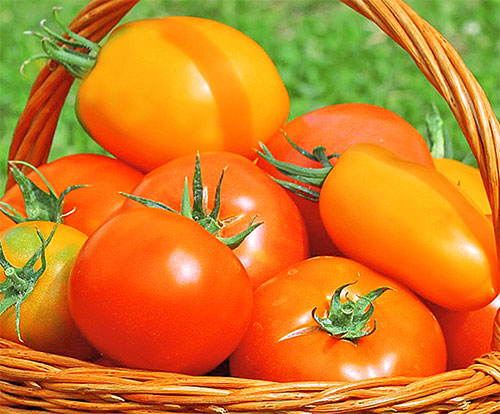 Tomato Benefits For Health In Hindi 