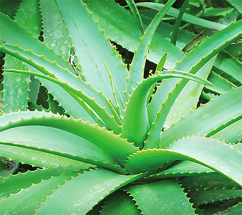 Health Benefits Of Aloe Vera In Hindi