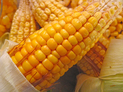 Health Benefits Of Corn In Hindi 