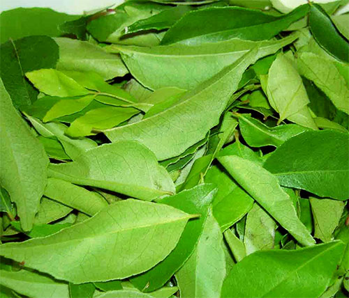 Health Benefits Of Curry Leaves In Hindi With Video 